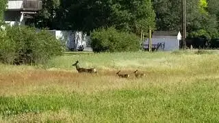 Doe and her  fawns