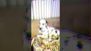 КОРОТКО О ПОСЛУШАНИИ СОБАК 👍 