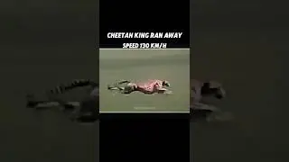 fastest animal on land ocean and sky 