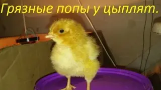 Грязные попы у цыплят.