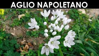 VErba Volant - L'aglio di Napoli