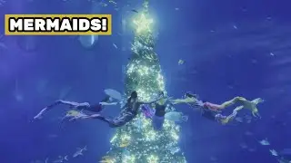 Aquarium mermaid performance @ Shanghai Hai Chang【上海海昌海洋公】