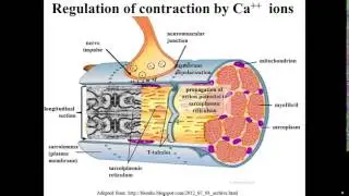 Calcium Release from Sarcoplasmic Reticulum