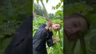 Шок. Парень съел кусок борщевика