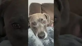 Petting my dog hard each time and then he got mad💀 #fyp #cringe #funny #dog