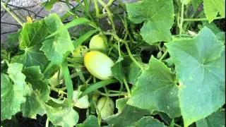 Part 3 Garden Tour 07/2015