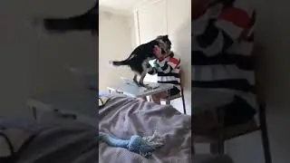 Садись и записывай. Тема сегодняшней лекции – внезапная суета😂