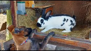 СОДЕРЖАНИЕ КРОЛИКОВ🐇🐇ОБЗОР ХОЗЯЙСТВА🐰🐓🐇🐔🦆🐓