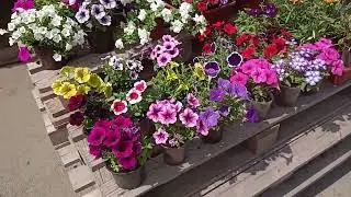 Где купить рассаду цветов ,Иркутск 89086553950