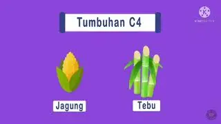 115 PBU Fotosintesis Tanaman C4 oleh Fauzan Farid Nugroho