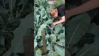 🥦не торопитесь выбрасывать капусту