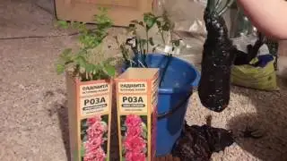 Замачивание чайно-гибридных роз перед посадкой