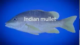 How to pronounce Indian mullet