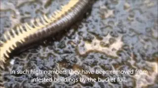 One of Australias Worst Plauge Animals The Portuguese Millipede.
