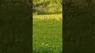 Надо открывать зоопарк:)