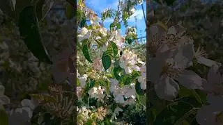 #shorts #short #shortvideo #shortsfeed #agriculture #flowers #apple