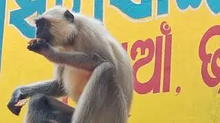 Village Monkey (Naguan) How To Make Fun With Monkeys - Everyday Monkey Funny Videos (odisha)