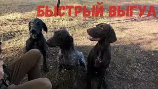 Быстрый выгул курцхааров.