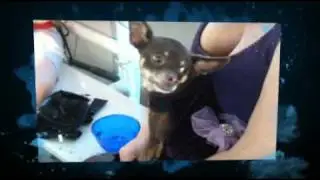 Howl-O-Ween Chi Boo Bash