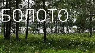 Болото.
