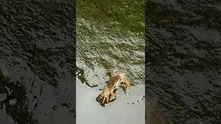केकड़ा #kekda #shortvideos
