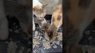 Stray Cats Never Leave My Home And We Fell In Love #shorts #cat