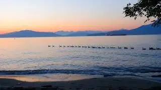 This Canada goose followed the others - very social - they like the line - DSCF4640 - Spanish Banks
