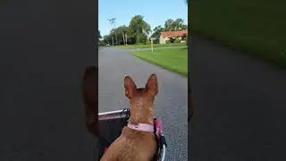 Lady the Chihuahua on a summer bike ride... 