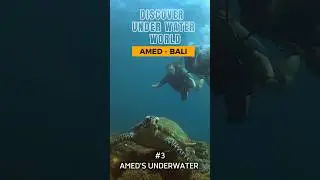 Discovering the Underwater Beauty of Amed, Bali #shorts  #diving #amed #scubadiver