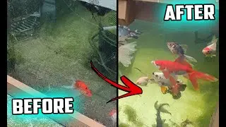 Ultimate Goldfish Pond Makeover!