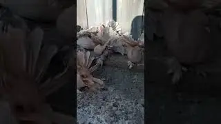 Голуби порода Индийские павлины