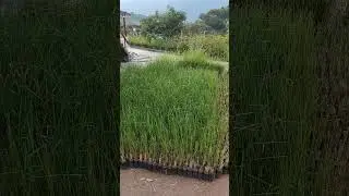 Vista del sembrado de pasto vetiver en el Vivero Los Balsos en Girardota