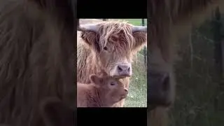 cow and cow