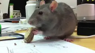 Tsypa is eating