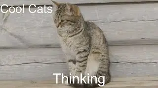 Cool Cats - Thinking