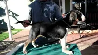 BULLS2011 436