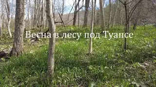 Весна в лесу недалеко от Туапсе