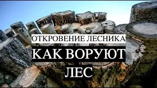 Как воруют лес| Откровения лесника