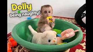 Dolly Being Naughty… But Too Cute to Scold! 😆🐒💛