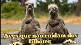 FILHOTES QUE TEM QUE SE VIRAR SEM O CUIDADO DOS PAIS.
