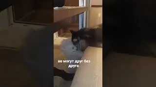 can't live without each other #animals #животные #шортс #тикток #tiktok #shorts #рекомендации #хочув