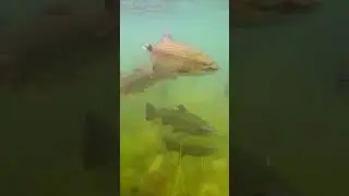 Fastest freshwater fish attacking Hypnose.