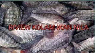 VLOG 3   REVIEW KOLAM IKAN NILA & IKAN MAS