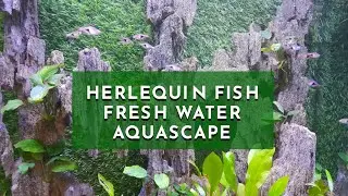 Herlequin Fish Freshwater Aquascape with Stone Cliff Decoration