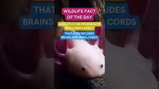 Axolotls