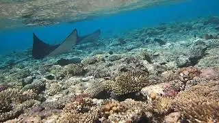 The same Couple of Spotted Eagle Ray, but filmed in 2019. Та же пара орликов , но снятая 2019 году.