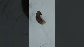 Гуляем с собакой Лети😊