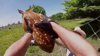 ConQuest 200. Season 2. Episode 3. Accredited Deer Herd.