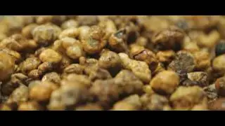 Italian Truffles from harvest to table