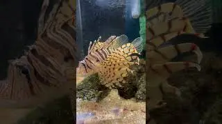 LionFish - #lionfish #shorts